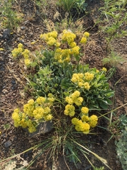 Eriogonum flavum