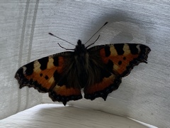 Aglais urticae