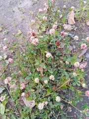 Trifolium hybridum