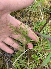 Ostericum tenuifolium