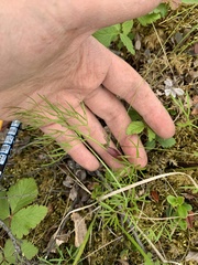 Ostericum tenuifolium