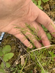 Ostericum tenuifolium