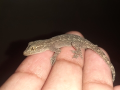 Hemidactylus flaviviridis