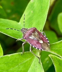 Dolycoris baccarum