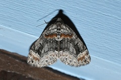 Dysstroma hersiliata