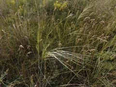 Stipa capillata