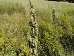 Rumex pseudonatronatus