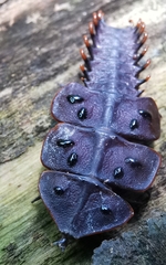 Platerodrilus ruficollis