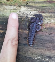 Platerodrilus ruficollis