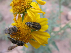 Acmaeodera amplicollis