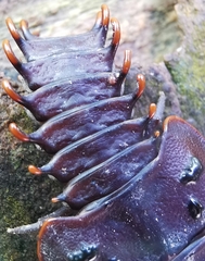 Platerodrilus ruficollis