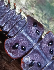 Platerodrilus ruficollis