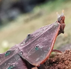 Platerodrilus ruficollis