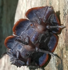 Platerodrilus ruficollis