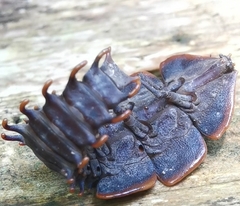 Platerodrilus ruficollis