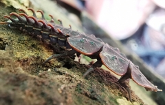 Platerodrilus ruficollis