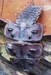 Platerodrilus ruficollis