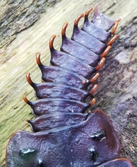 Platerodrilus ruficollis