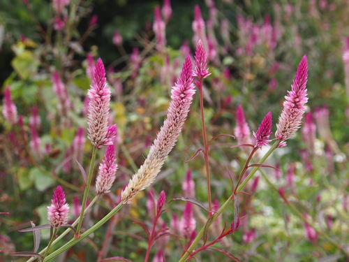 Celosia spicata