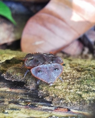 Platerodrilus ruficollis