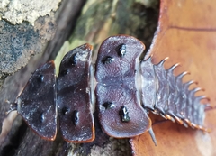 Platerodrilus ruficollis