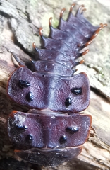 Platerodrilus ruficollis