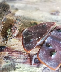 Platerodrilus ruficollis