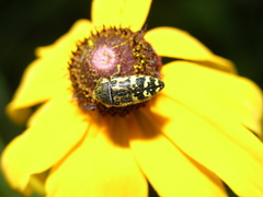 Acmaeodera pulchella