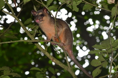 Philander opossum