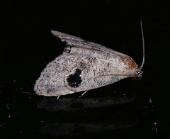 Abablemma duomaculata