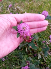 Trifolium pratense