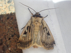 Pseudohermonassa flavotincta