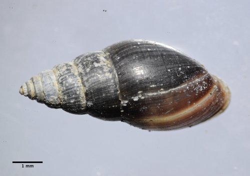 Mouse-eared Snail