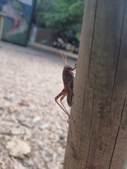 Anacridium aegyptium