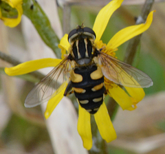 Helophilus obscurus