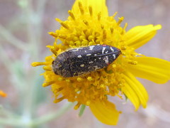 Acmaeodera rubronotata