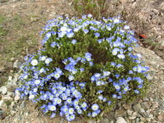 Nolana coelestis