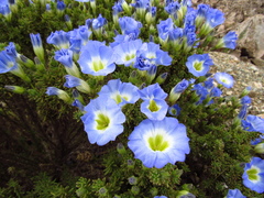 Nolana coelestis