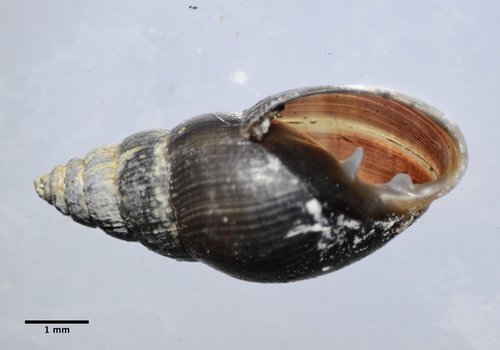 Mouse-eared Snail