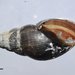 Mouse-eared Snail - Photo (c) Don Loarie, some rights reserved (CC BY)