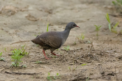 Crypturellus parvirostris