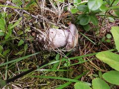 Cortinarius camphoratus