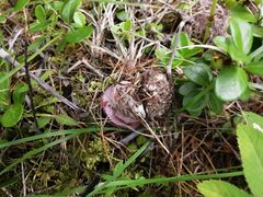 Cortinarius camphoratus