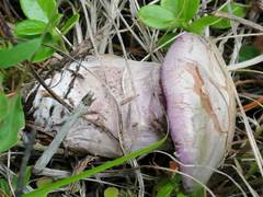 Cortinarius camphoratus