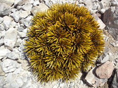 Aciphylla dobsonii