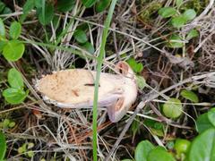 Cortinarius camphoratus