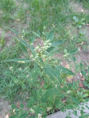 Chenopodium album