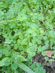 Trifolium repens