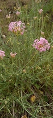 Centranthus angustifolius