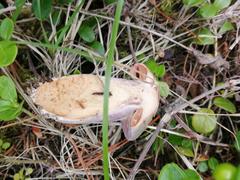 Cortinarius camphoratus